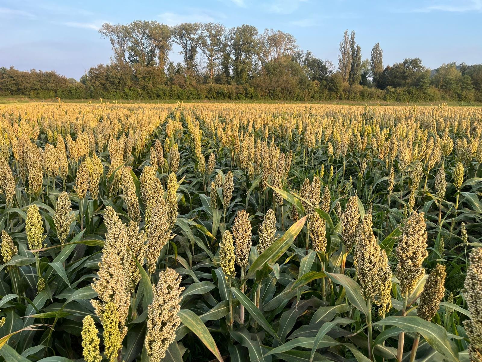Campo di sorgo pronto per il raccolto — cereale del futuro